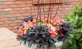 Container Gardening - Adding Color, Greenery and Height