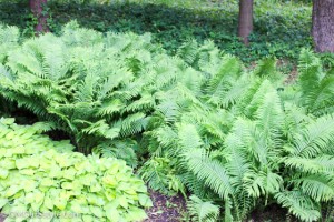 Cut fern leaves for a casual arrangement