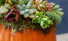 Pumpkin-Succulent-Arrangement
