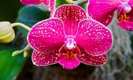 How to Keep Your Orchid Happy