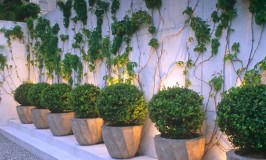 Boxwoods against a privacy wall