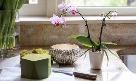 Repotting flowering plants to fit your decor