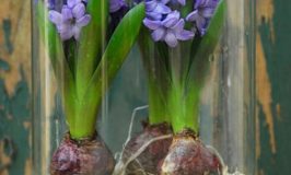 FORCING HYACINTHS FOR WINTER BLOOMS
