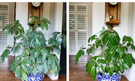 Take your houseplants from dull to shiny