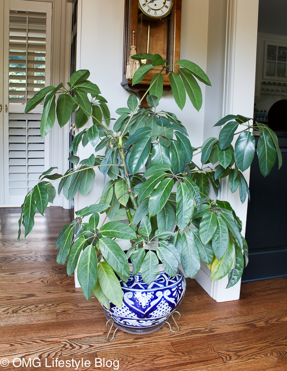 How to transform your dull houseplants into a stunning plant