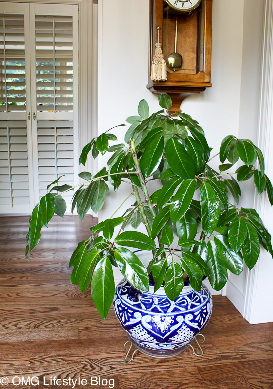 Turn your dull houseplants into a shiny stunning plant